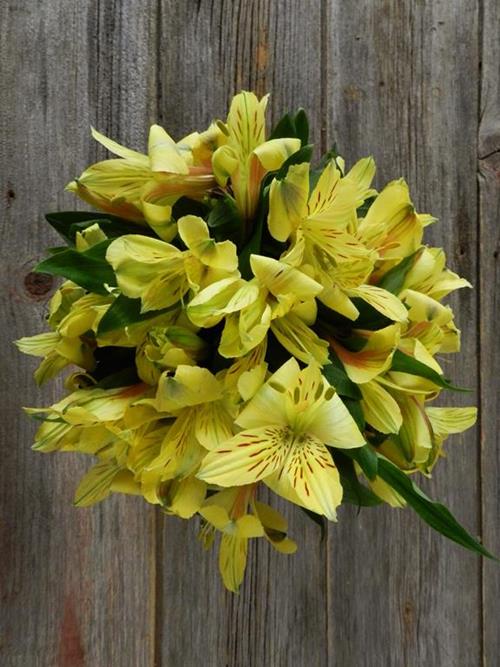 YELLOW ALSTROEMERIA